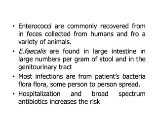 • Enterococci are commonly recovered from
in feces collected from humans and fro a
variety of animals.
• E.faecalis are found in large intestine in
large numbers per gram of stool and in the
genitourinary tract
• Most infections are from patient’s bacteria
flora flora, some person to person spread.
• Hospitalization and broad spectrum
antibiotics increases the risk
 