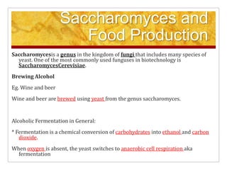 Saccharomyces and Food ProductionSaccharomycesis a genus in the kingdom of fungi that includes many species of yeast. One of the most commonly used funguses in biotechnology is SaccharomycesCerevisiae. Brewing AlcoholEg. Wine and beer Wine and beer are brewed using yeast from the genus saccharomyces.  Alcoholic Fermentation in General: * Fermentation is a chemical conversion of carbohydrates into ethanol and carbon dioxide. When oxygen is absent, the yeast switches to anaerobic cell respiration aka fermentation 