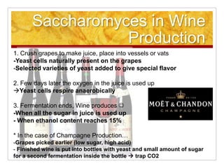 Saccharomyces in Wine Production1. Crush grapes to make juice, place into vessels or vats-Yeast cells naturally present on the grapesSelected varieties of yeast added to give special flavor2. Few days later the oxygen in the juice is used up Yeast cells respire anaerobically3. Fermentation ends, Wine produces -When all the sugar in juice is used up- When ethanol content reaches 15%   * In the case of Champagne Production…-Grapes picked earlier (low sugar, high acid) - Finished wine is put into bottles with yeast and small amount of sugar for a second fermentation inside the bottle  trap CO2