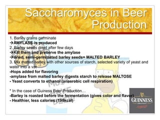 Saccharomyces in Beer Production1. Barley grains germinate AMYLASE is produced 2. Barley seeds dried after few days Kill them and preserve the amylase dried, semi-germinated barley seeds= MALTED BARLEY 3. Mix malted barley with other sources of starch, selected variety of yeast and water into a vat-Hops added for flavoring -amylase from malted barley digests starch to release MALTOSE- Yeast converts to ethanol (anaerobic cell respiration)    * In the case of Guiness Beer Production… -Barley is roasted before the fermentation (gives color and flavor) - Healthier, less calories (198kcal)  