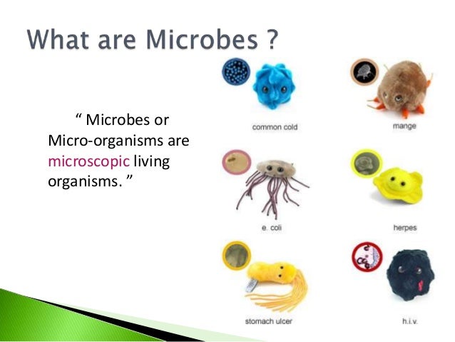 ️ Is protozoa a bacteria or virus. List of Human Diseases caused by