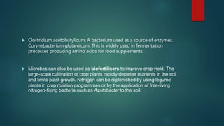  Clostridium acetobutylicum. A bacterium used as a source of enzymes.
Corynebacterium glutamicum. This is widely used in fermentation
processes producing amino acids for food supplements
 Microbes can also be used as biofertilisers to improve crop yield. The
large-scale cultivation of crop plants rapidly depletes nutrients in the soil
and limits plant growth. Nitrogen can be replenished by using legume
plants in crop rotation programmes or by the application of free-living
nitrogen-fixing bacteria such as Azotobacter to the soil.
 