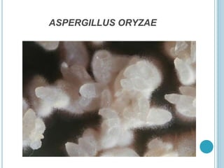 ASPERGILLUS ORYZAE
 