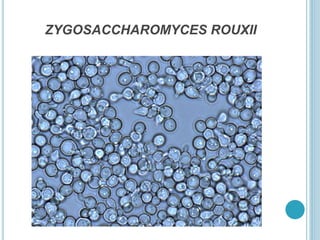 ZYGOSACCHAROMYCES ROUXII
 