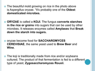  The beautiful mold growing on rice in the photo above
is Aspergillus oryzae. "It's probably one of the Oldest
domesticated microbes.
 ORYZAE is called a KOJI. The fungus converts starches
in the rice or grains into sugars that can be used by other
microbes. It releases enzymes called Amylases that Break
down the starch into sugars.
 oryzae become food for SACCHAROMYCES
CEREVISIAE, the same yeast used to Brew Beer and
Wine.
 The koji is traditionally made from rice and/or soybeans
cultured. The product of that fermentation is fed to a different
type of yeast, Zygosaccharomyces Rouxii.
 