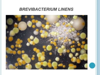 BREVIBACTERIUM LINENS
 