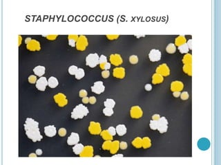 STAPHYLOCOCCUS (S. XYLOSUS)
 