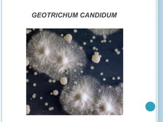 GEOTRICHUM CANDIDUM
 