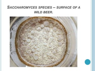 SACCHAROMYCES SPECIES – SURFACE OF A
WILD BEER.
 