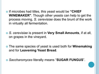  If microbes had titles, this yeast would be “CHIEF
WINEMAKER". Though other yeasts can help to get the
process moving, S. cerevisiae does the brunt of the work
in virtually all fermentation.
 S. cerevisiae is present in Very Small Amounts, if at all,
on grapes in the vineyard.
 The same species of yeast is used both for Winemaking
and for Leavening Yeast Bread.
 Saccharomyces literally means “SUGAR FUNGUS”.
 