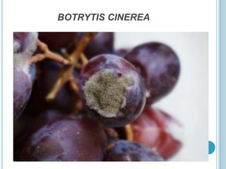 BOTRYTIS CINEREA
 