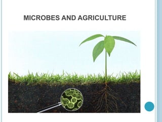 MICROBES AND AGRICULTURE
 