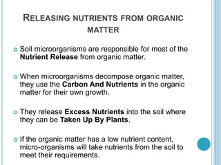 RELEASING NUTRIENTS FROM ORGANIC
MATTER
 Soil microorganisms are responsible for most of the
Nutrient Release from organic matter.
 When microorganisms decompose organic matter,
they use the Carbon And Nutrients in the organic
matter for their own growth.
 They release Excess Nutrients into the soil where
they can be Taken Up By Plants.
 If the organic matter has a low nutrient content,
micro-organisms will take nutrients from the soil to
meet their requirements.
 