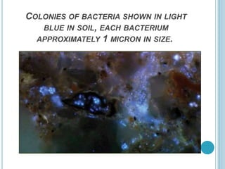 COLONIES OF BACTERIA SHOWN IN LIGHT
BLUE IN SOIL, EACH BACTERIUM
APPROXIMATELY 1 MICRON IN SIZE.
 