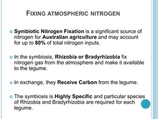 FIXING ATMOSPHERIC NITROGEN
 Symbiotic Nitrogen Fixation is a significant source of
nitrogen for Australian agriculture and may account
for up to 80% of total nitrogen inputs.
 In the symbiosis, Rhizobia or Bradyrhizobia fix
nitrogen gas from the atmosphere and make it available
to the legume.
 In exchange, they Receive Carbon from the legume.
 The symbiosis is Highly Specific and particular species
of Rhizobia and Bradyrhizobia are required for each
legume.
 