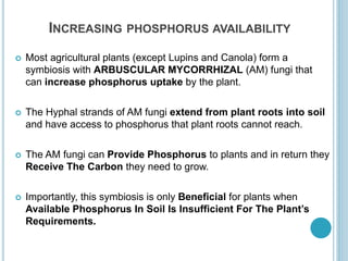 INCREASING PHOSPHORUS AVAILABILITY
 Most agricultural plants (except Lupins and Canola) form a
symbiosis with ARBUSCULAR MYCORRHIZAL (AM) fungi that
can increase phosphorus uptake by the plant.
 The Hyphal strands of AM fungi extend from plant roots into soil
and have access to phosphorus that plant roots cannot reach.
 The AM fungi can Provide Phosphorus to plants and in return they
Receive The Carbon they need to grow.
 Importantly, this symbiosis is only Beneficial for plants when
Available Phosphorus In Soil Is Insufficient For The Plant’s
Requirements.
 