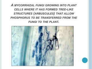 A MYCORRHIZAL FUNGI GROWING INTO PLANT
CELLS WHERE IT HAS FORMED TREE-LIKE
STRUCTURES (ARBUSCULES) THAT ALLOW
PHOSPHORUS TO BE TRANSFERRED FROM THE
FUNGI TO THE PLANT.
 
