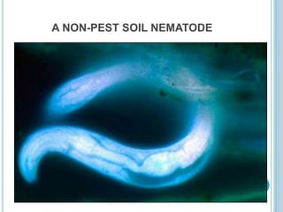 A NON-PEST SOIL NEMATODE
 