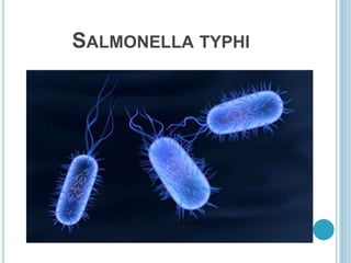 SALMONELLA TYPHI
 