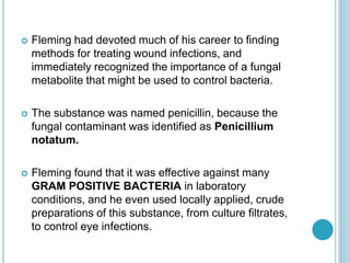  Fleming had devoted much of his career to finding
methods for treating wound infections, and
immediately recognized the importance of a fungal
metabolite that might be used to control bacteria.
 The substance was named penicillin, because the
fungal contaminant was identified as Penicillium
notatum.
 Fleming found that it was effective against many
GRAM POSITIVE BACTERIA in laboratory
conditions, and he even used locally applied, crude
preparations of this substance, from culture filtrates,
to control eye infections.
 