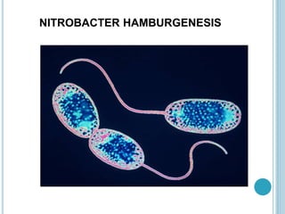 NITROBACTER HAMBURGENESIS
 