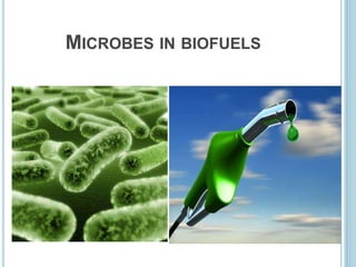 MICROBES IN BIOFUELS
 