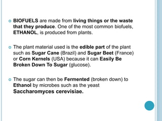  BIOFUELS are made from living things or the waste
that they produce. One of the most common biofuels,
ETHANOL, is produced from plants.
 The plant material used is the edible part of the plant
such as Sugar Cane (Brazil) and Sugar Beet (France)
or Corn Kernels (USA) because it can Easily Be
Broken Down To Sugar (glucose).
 The sugar can then be Fermented (broken down) to
Ethanol by microbes such as the yeast
Saccharomyces cerevisiae.
 
