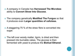  A company in Canada has Harnessed The Microbes
ability to Convert Straw Into Glucose.
 The company genetically Modified The Fungus so that
it produces even Larger quantities of cellulase.
 A staggering 75 % of the straw fibre is converted into
sugar.
 The left over woody matter, lignin, is dried and then
pressed into burnable cakes. The glucose is then
fermented with yeast to produce the Biofuel Ethanol.
 