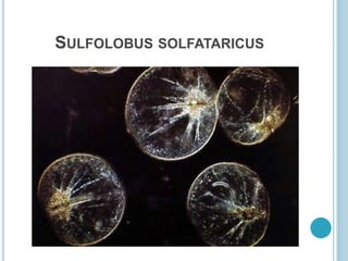 SULFOLOBUS SOLFATARICUS
 