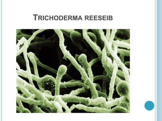 TRICHODERMA REESEIB
 