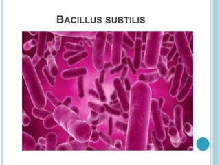 BACILLUS SUBTILIS
 