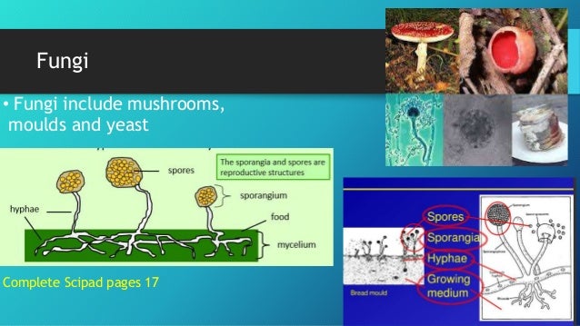 Can Bacteria Survive In Milk In Room Temperature Can Bacteria Survive In Milk In Room Temperature
