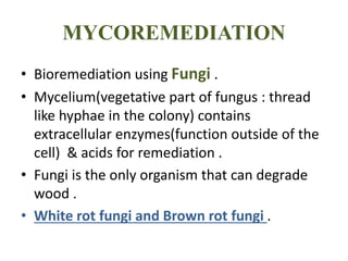 MYCOREMEDIATION
• Bioremediation using Fungi .
• Mycelium(vegetative part of fungus : thread
like hyphae in the colony) contains
extracellular enzymes(function outside of the
cell) & acids for remediation .
• Fungi is the only organism that can degrade
wood .
• White rot fungi and Brown rot fungi .
 