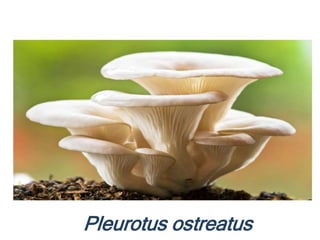Pleurotus ostreatus
 
