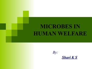 MICROBES IN 
HUMAN WELFARE 
By: 
Shari K S 
 