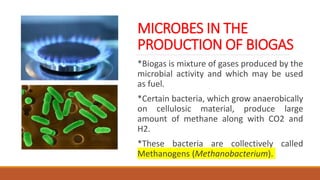 MICROBES IN THE
PRODUCTION OF BIOGAS
*Biogas is mixture of gases produced by the
microbial activity and which may be used
as fuel.
*Certain bacteria, which grow anaerobically
on cellulosic material, produce large
amount of methane along with CO2 and
H2.
*These bacteria are collectively called
Methanogens (Methanobacterium).
 