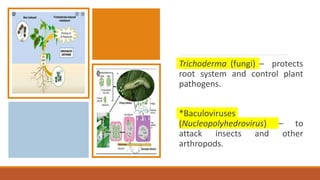 Trichoderma (fungi) – protects
root system and control plant
pathogens.
*Baculoviruses
(Nucleopolyhedrovirus) – to
attack insects and other
arthropods.
 