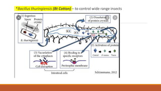 *Bacillus thuringiensis (Bt Cotton) – to control wide range insects
 