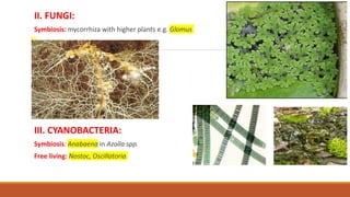II. FUNGI:
Symbiosis: mycorrhiza with higher plants e.g. Glomus
III. CYANOBACTERIA:
Symbiosis: Anabaena in Azolla spp.
Free living: Nostoc, Oscillatoria
 
