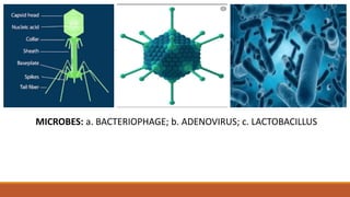 MICROBES: a. BACTERIOPHAGE; b. ADENOVIRUS; c. LACTOBACILLUS
 