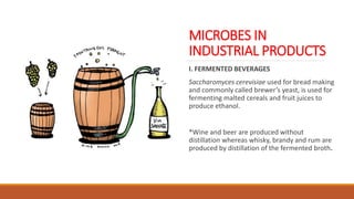 MICROBES IN
INDUSTRIAL PRODUCTS
I. FERMENTED BEVERAGES
Saccharomyces cerevisiae used for bread making
and commonly called brewer’s yeast, is used for
fermenting malted cereals and fruit juices to
produce ethanol.
*Wine and beer are produced without
distillation whereas whisky, brandy and rum are
produced by distillation of the fermented broth.
 