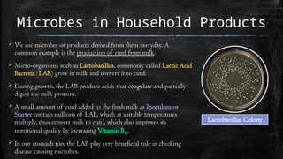 Microbes in Household Products
 We use microbes or products derived from them everyday. A
common example is the production of curd from milk.
 Micro-organisms such as Lactobacillus, commonly called Lactic Acid
Bacteria (LAB) grow in milk and convert it to curd.
 During growth, the LAB produce acids that coagulate and partially
digest the milk proteins.
 A small amount of curd added to the fresh milk as Inoculum or
Starter contain millions of LAB, which at suitable temperatures
multiply, thus convert milk to curd, which also improves its
nutritional quality by increasing Vitamin B12.
 In our stomach too, the LAB play very beneficial role in checking
disease causing microbes.
Lactobacillus Colony
 