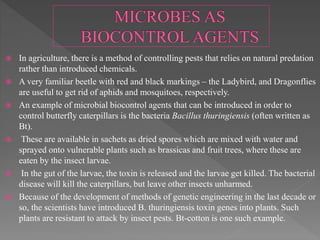  In agriculture, there is a method of controlling pests that relies on natural predation
rather than introduced chemicals.
 A very familiar beetle with red and black markings – the Ladybird, and Dragonflies
are useful to get rid of aphids and mosquitoes, respectively.
 An example of microbial biocontrol agents that can be introduced in order to
control butterfly caterpillars is the bacteria Bacillus thuringiensis (often written as
Bt).
 These are available in sachets as dried spores which are mixed with water and
sprayed onto vulnerable plants such as brassicas and fruit trees, where these are
eaten by the insect larvae.
 In the gut of the larvae, the toxin is released and the larvae get killed. The bacterial
disease will kill the caterpillars, but leave other insects unharmed.
 Because of the development of methods of genetic engineering in the last decade or
so, the scientists have introduced B. thuringiensis toxin genes into plants. Such
plants are resistant to attack by insect pests. Bt-cotton is one such example.
 