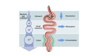 Microbes Maketh Man | PDF