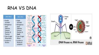 RNA VS DNA
 