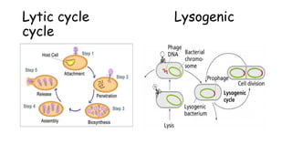 Lytic cycle Lysogenic
cycle
 