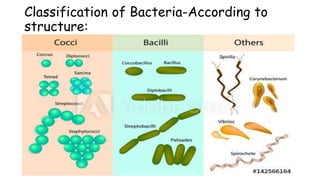 Classification of Bacteria-According to
structure:
 