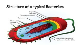 Structure of a typical Bacterium
 
