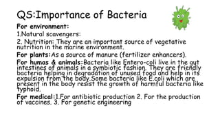 QS:Importance of Bacteria
For environment:
1.Natural scavengers:
2. Nutrition: They are an important source of vegetative
nutrition in the marine environment.
For plants:As a source of manure (fertilizer enhancers).
For humas & animals:Bacteria like Entero-coli live in the gut
intestines of animals in a symbiotic fashion. They are friendly
bacteria helping in degradation of unused food and help in its
expulsion from the body.Some bacteria like E.coli which are
present in the body resist the growth of harmful bacteria like
typhoid.
For medical:1.For antibiotic production 2. For the production
of vaccines. 3. For genetic engineering
 