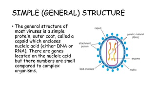 SIMPLE (GENERAL) STRUCTURE
• The general structure of
most viruses is a simple
protein, outer coat, called a
capsid which encloses
nucleic acid (either DNA or
RNA). There are genes
located on the nucleic acid
but there numbers are small
compared to complex
organisms.
 